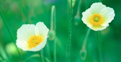 �h(hu��n)�u���̎��Ĺ�������